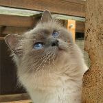 Vuxen hane 5 år, foto Lena Nordström