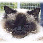 Vuxen hona 4 år, foto L Nordström