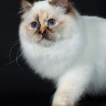 Kattunge, foto M Jonsson