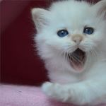 Kattunge, foto K Erman Ekström