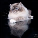 Vuxen hane 2 år, foto M Jonsson