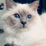 Vuxen hane 1 år, foto C Andersson