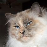 Vuxen hona 5 år. foto L Nordström