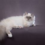 Kattunge 4 månader, foto Tuss & Tass