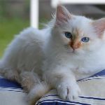 Kattungen 4 månader, foto M Hasselgren