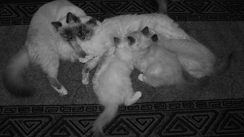 Föda upp Helig Birma