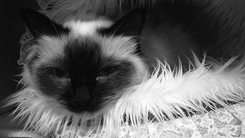 Ställa ut Helig Birma